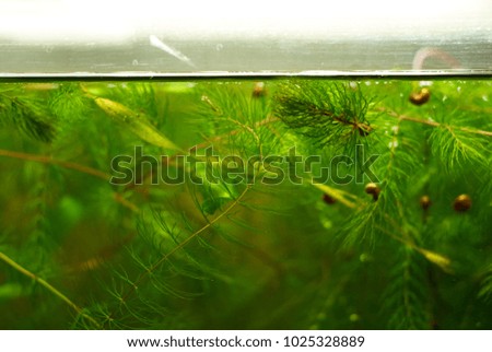 green algae in the aquarium