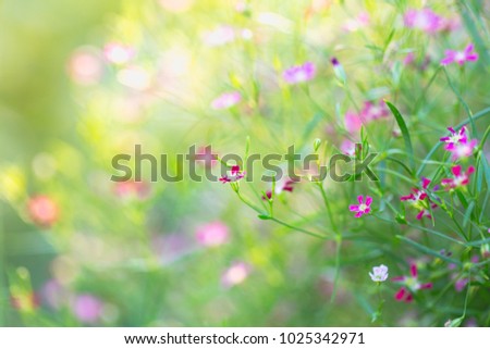 vintage soft tone, Abstract nature background with grass in the meadow and sunset. picture can used wallpaper desktop or copy space for add text message. Nature concept.