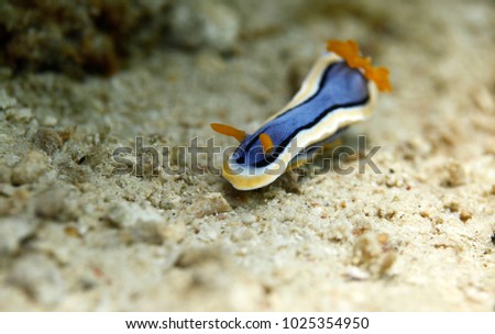 underwater detail - beautiful yellow orange blue black and white sea nudiebranch Anna's Magnificent slug macro shot on a sandy sea bottom in natural sunlight in Asia