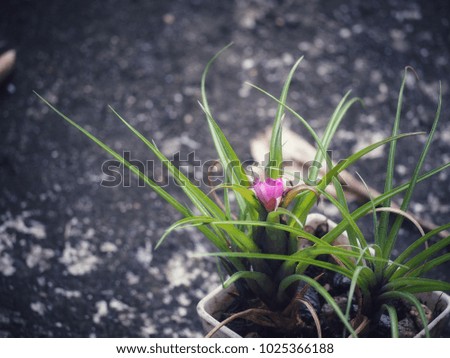 Tillandsia is a genus of flowering plants in the bromeliad family. Bromeliads are hardy plants which can be grown outdoors in most area