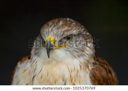 photo portrait of a beautiful Ferruginous hawk
