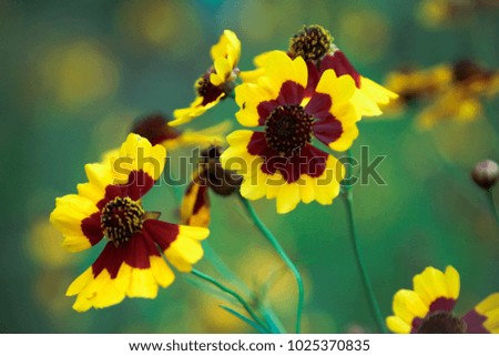 The beauty of yellow flowers reflects the sun in the morning, the green background