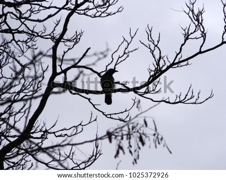 a single crow perched in the branches of a winter tree in silhouette