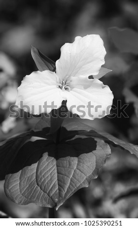 White Trillium Black and white vertical photo
