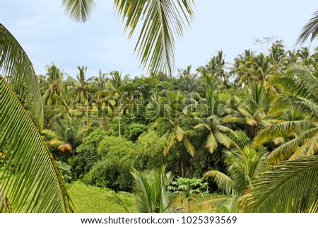 Tropical landscape with palms and branches in fron of the picture, Blue asky, Bali Island, Indonesia