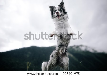 black and white dog in a field in nature near mountains Royalty-Free Stock Photo #1025401975