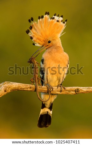 Eurasian Hoopoe, Upupa epops just caught the lizard to feed its chicks, perched on the branch in the first morning light, the lizard in the beak, golden light picture during sunrise, Hungary
