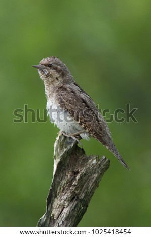 Eurasian Wryneck, Jynx torquilla is perched on the top of the stick in the nice green background, it is near his nest during their nesting season, golden light picture, Czech Republic
