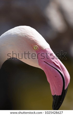Greater Flamingo (Phoenicopterus roseus)in bahrain.