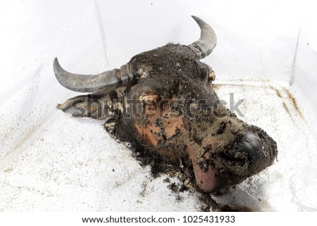 the decay process that occurs on the buffalo head