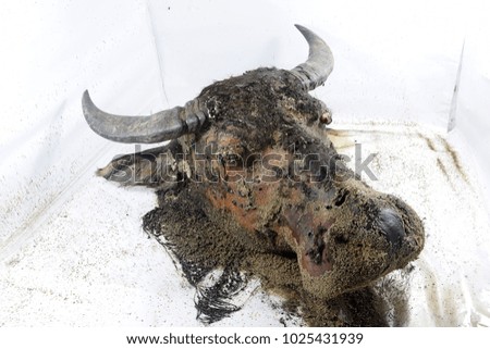 the decay process that occurs on the buffalo head