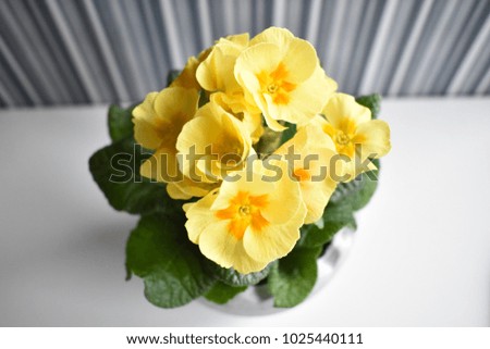 Potted Yellow Primula on the striped background
