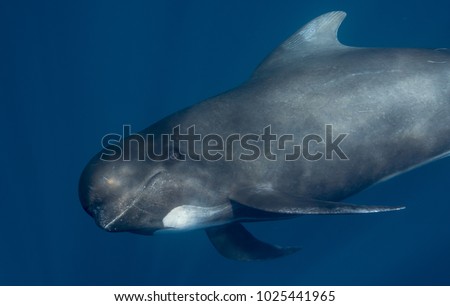 Long-finned pilot whale stare Royalty-Free Stock Photo #1025441965