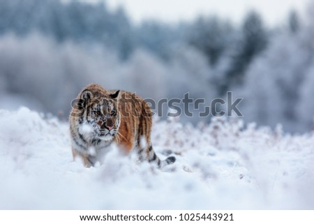 Siberian tiger in the snowy meadow

