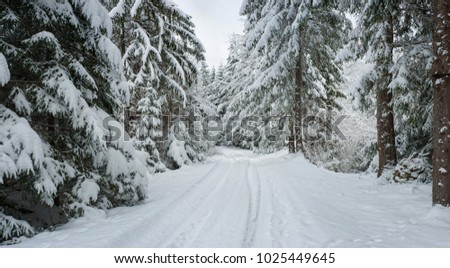 Winter road with traces in the forest. Panorama of wild road covered with snow in the winter forest in the mountains. Fir-trees covered with fallen snow in winter season.