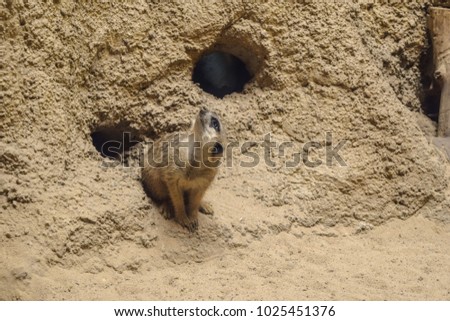 Meerkat looks out of his hole