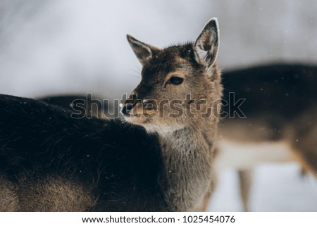 Beautiful fallow deer in winter outdoors. 