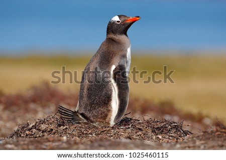 Nesting penguin on the meadow. Gentoo penguin in the nest wit two eggs, Falkland Islands. Animal behaviour, bird in the nest with egg.