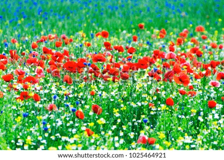 Blossom, spring, flowers, poppies