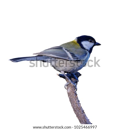 Japanese Tit or Parus minor, beautiful bird isolated perching on branch with white background and clipping path, Thailand.