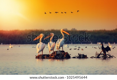 Pelican colony in Danube Delta Romania. The Danube Delta is home to the largest colony of pelicans outside Africa