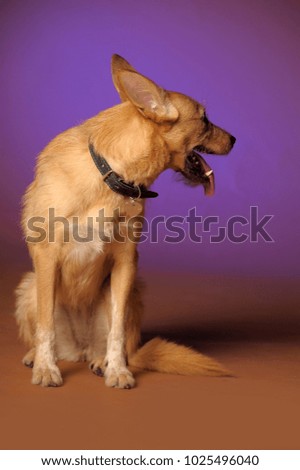 red mongrel half-breed dog