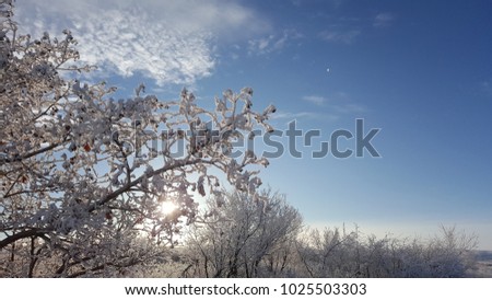Snow on the tree branches. Winter View of trees covered with snow. The severity of the branches under the snow. Snowfall in nature. Frozen tree branches covered with snow in winter blue sky background