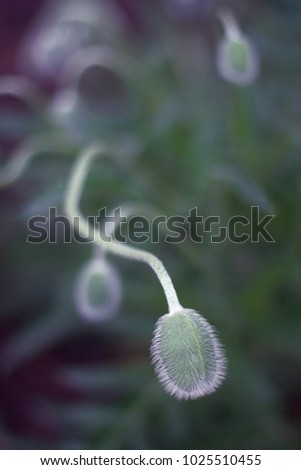 The bud of a poppy flower on blurry background plants in a gloomy day