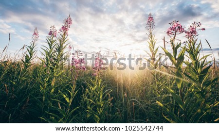 A beautiful sunset with the last ray of sun shining bright on a flower field