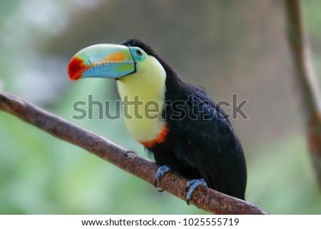 portrait of a colorful keel-billed toucan sitting on a branch