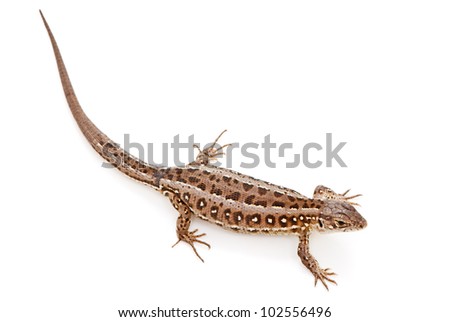Lacerta agilis. Sand Lizard on white background