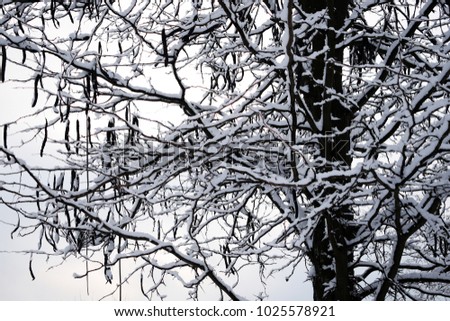 winter trees. Black trees against the sky. Black branches of trees covered with snow. Silhouette of tree, trees. Postcard, wall-paper, decor. Winter, autumn fairy-tale. Beautiful nature