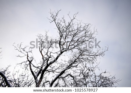 winter trees. Black trees against the sky. Black branches of trees covered with snow. Silhouette of tree, trees. Postcard, wall-paper, decor. Winter, autumn fairy-tale. Beautiful nature