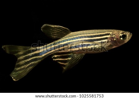 Zebrafish (Danio rerio) aquarium barb fish on isolated black background