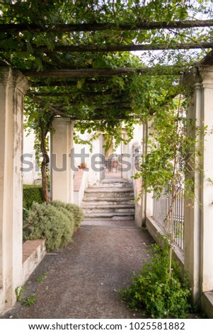 A vine plant with some green grapes and many beautiful bright green leaves hanging from a wooden outdoor canopy in a wonderful garden in Salerno in southern Italy.
