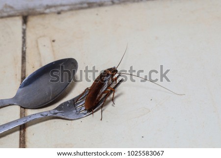 Dying cockroach Blattodea crawling around the kitchen, isolated,