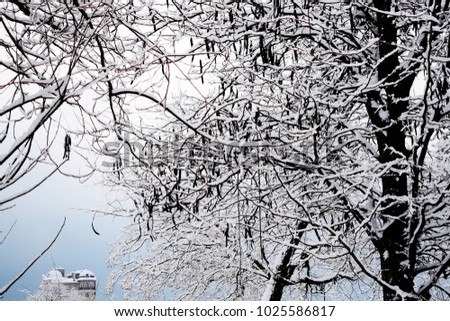  A picturesque landscape on the branches of trees covered with snow, in the background a beautiful house, a castle in a fairy mist. Silhouette of beautiful black trees in winter.