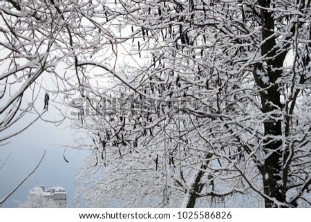  A picturesque landscape on the branches of trees covered with snow, in the background a beautiful house, a castle in a fairy mist. Silhouette of beautiful black trees in winter.