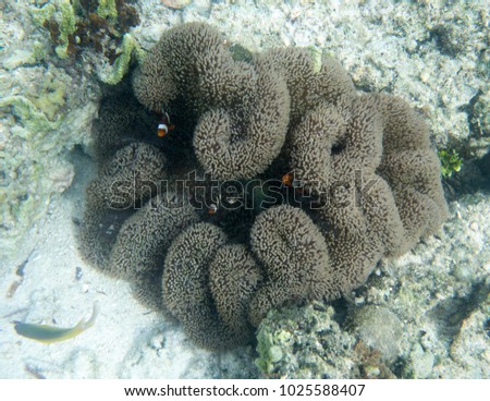 Many clownfishes in a giant anemone, Sulawesi