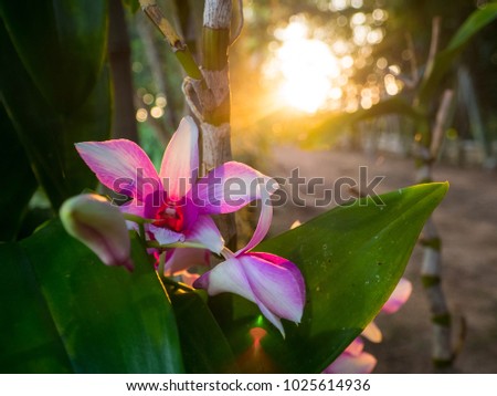 Orchids Bloom, Sun shone on Background/ Selective Focus.