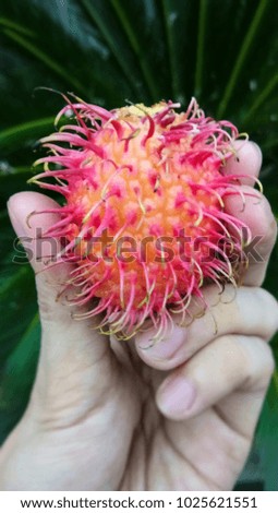 Hand holding a Fresh Rambutans fruit