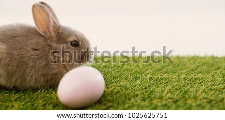 Easter egg and Easter bunny in grass on white background