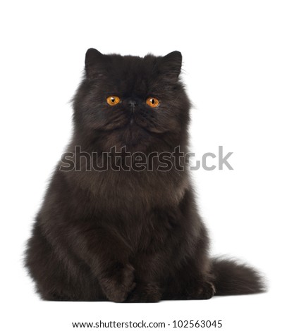Portrait of Persian cat, 7 months old, sitting in front of white background