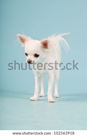 Studio portrait of cute white chihuahua puppy isolated on light blue background.