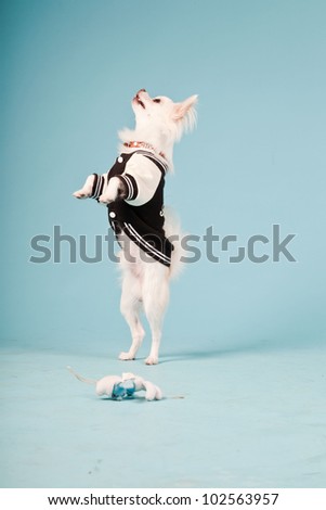 Studio portrait of cute white chihuahua puppy wearing baseball jacket isolated on light blue background