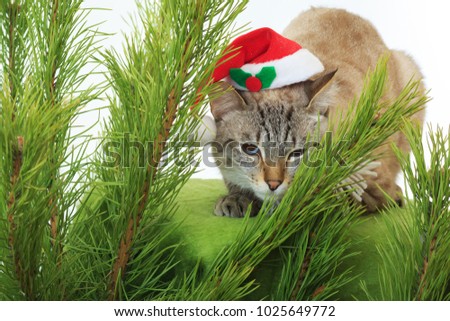 Funny cat in a Santa Claus hat under a Christmas tree
