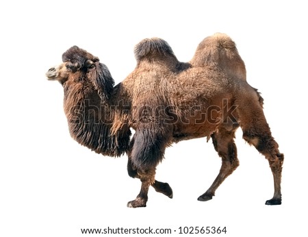 Bactrian camel isolated on white background Royalty-Free Stock Photo #102565364