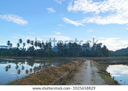 scenic view of paddy field at Baling, Kedah, Malaysia.
