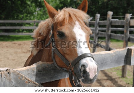 A brown horse near a wood fence.