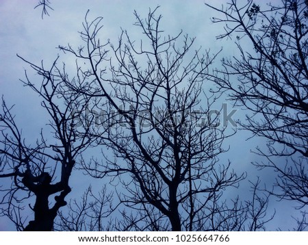 tree branch silhouette photography
